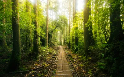 Studio Ghibli Pilgrimage Guide