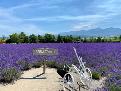 Lavender field Furano Hokkaido