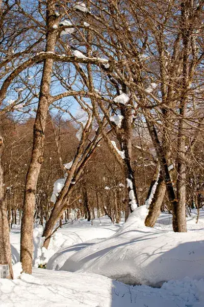 Nature forest hiking trail Japan