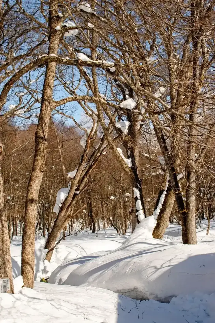 Nature forest trail sa Japan
